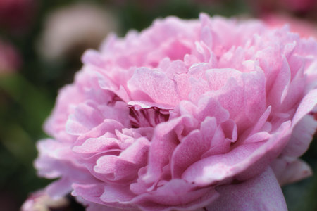 Beautiful peony flower in a garden surraunded by green leavesの写真素材