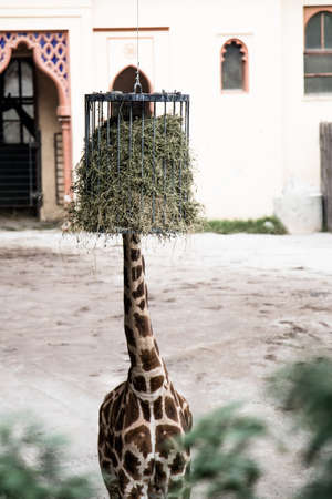 Giraffesの写真素材