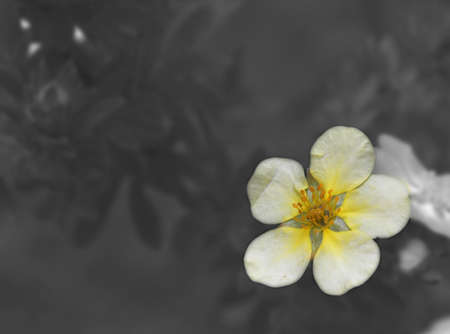 Fiore invernaleの写真素材