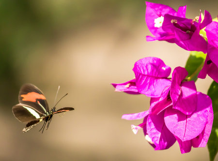 flying butterfly