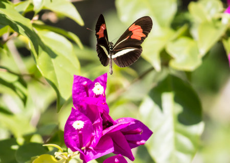 Butterfly on Flower