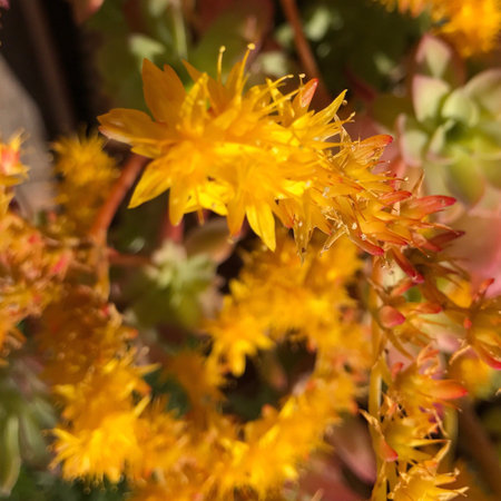 yellow springの素材