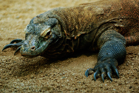 The Komodo dragon, Barcelona zooの写真素材