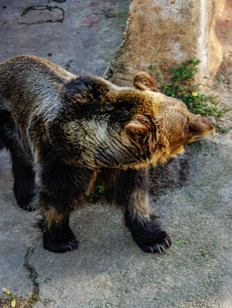 Brown bear observing, Barcelona zooの写真素材