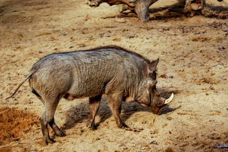 Warthog, Barcelona zooの写真素材