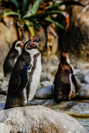 Penguins sunbathing, Barcelona zooの写真素材