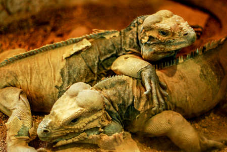 Iguanas shedding skin, Barcelona zooの写真素材