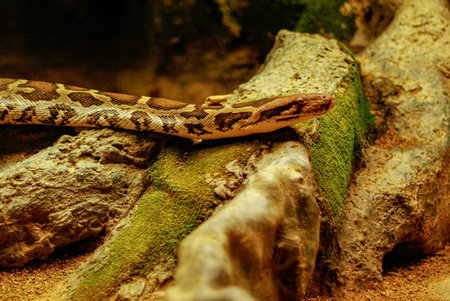 Boa crawling, Barcelona zooの写真素材