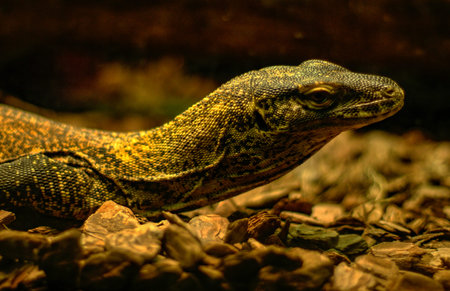 Komodo dragon, Barcelona zoo