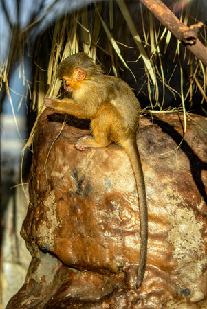 Barbary macaque calf