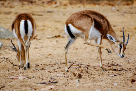 Gazelle scratching itself, Barcelona zooの写真素材
