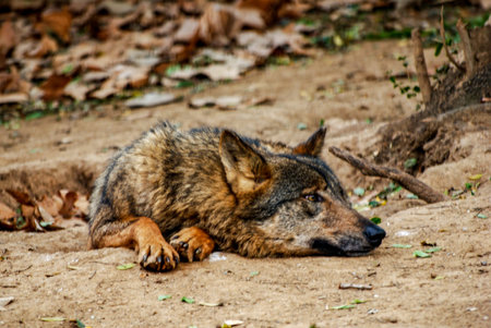 Iberian wolf resting, Barcelona zoo