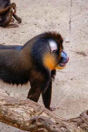 Male chuck, Barcelon zooの写真素材