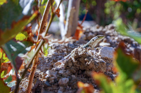 Lizard basking in the sun on a stoneの写真素材