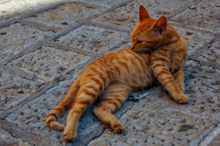 Cat wiping its back stretched out on the floorの写真素材