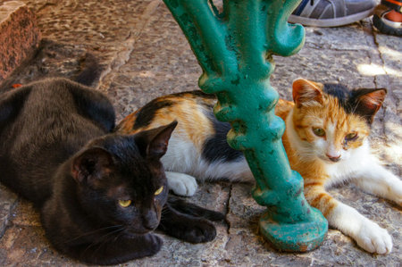 Cats resting under the bench