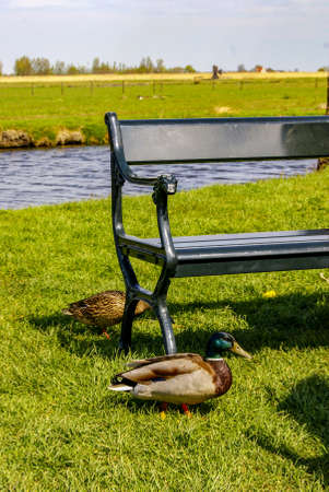 Ducks walking freely through Zaanse schansの写真素材