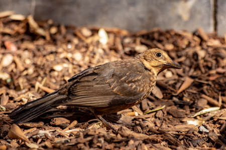 Sparrows of Palma de Mallorcaの写真素材