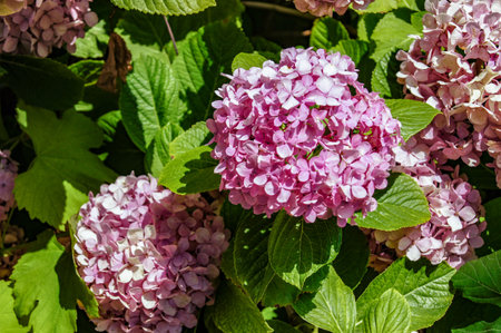 Flowers of the Blanes botanical garden