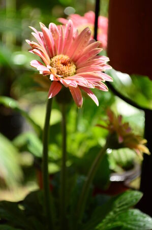 African Daisyの写真素材