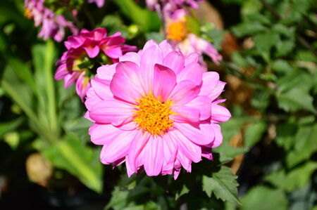 Dahliaの写真素材