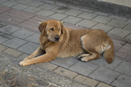 Dog on the streetの写真素材