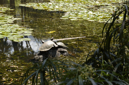 Turtle swimmingの写真素材