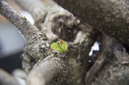 On a leaf beetleの写真素材