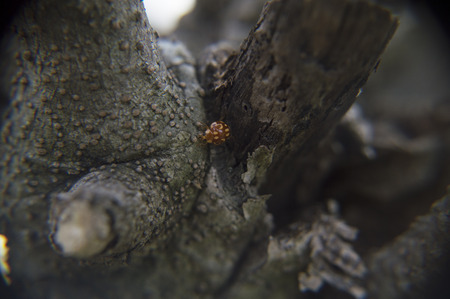 Ladybug Between branchesの写真素材