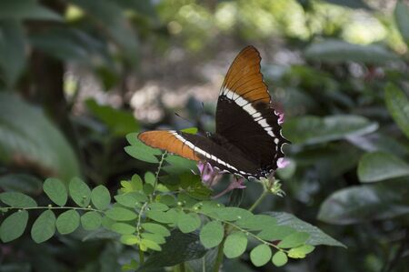 Butterfly taking flightの写真素材