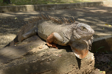 iguana close up の写真素材
