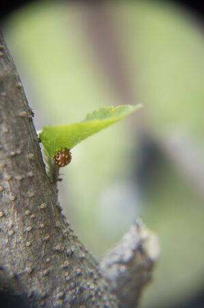Ladybug climbing a leafの写真素材