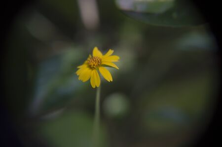 solitary flowerの写真素材