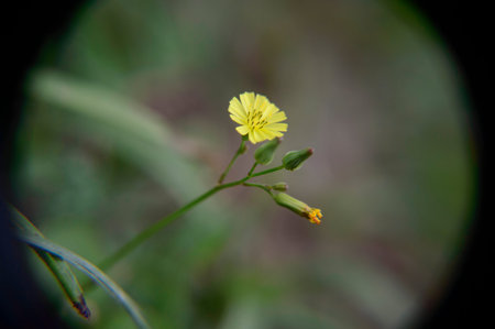 Tiny flowerの写真素材