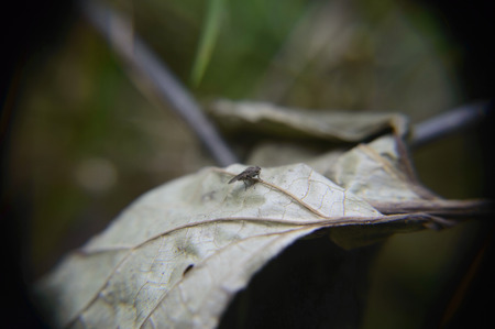 mosquito perched on a leafの写真素材
