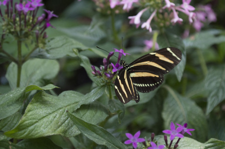 Zebra Butterflyの写真素材