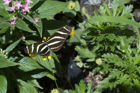 Zebra Longwing Butterflyの写真素材