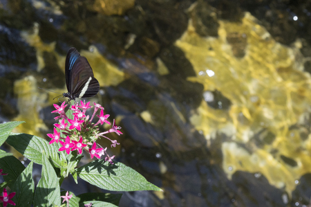 Butterfly pollinatingの写真素材