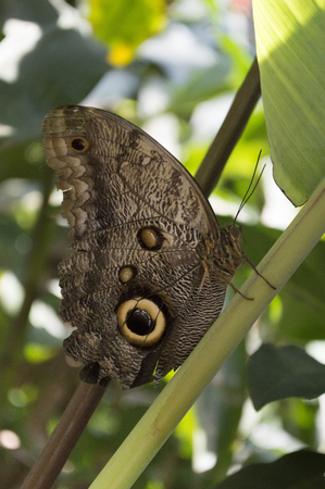 Giant Owl Butterflyの写真素材