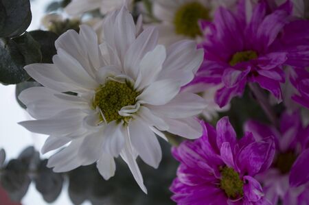Bouquetの写真素材