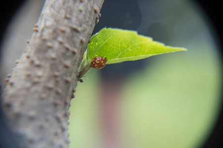 ladybird climbing on a leaf