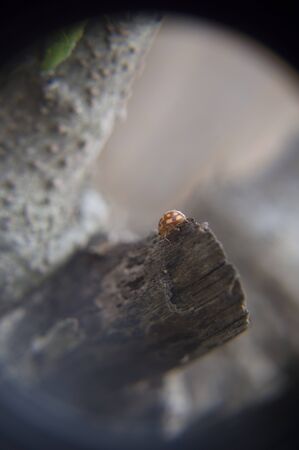 Red beetleの写真素材