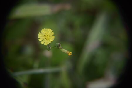 Small yellow flowerの写真素材