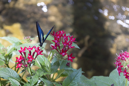Butterfly on flowerの写真素材