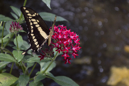 Butterfly on plantの写真素材