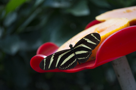 Zebra butterfly feedingの写真素材