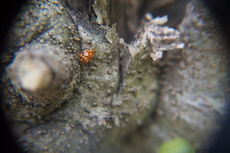 ladybug walkingの写真素材