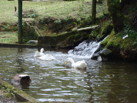 Ducks in a pondの写真素材