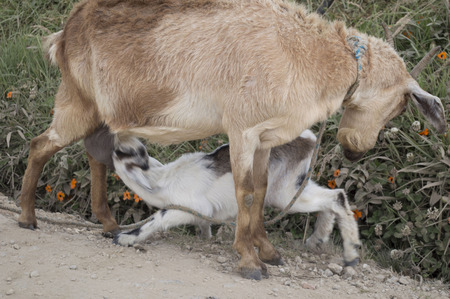 Baby goatの写真素材