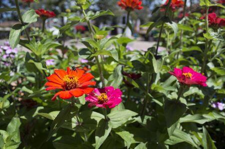 Zinniasの写真素材